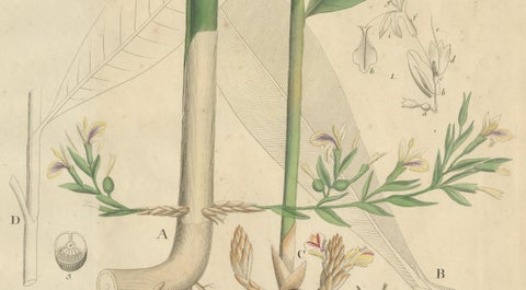 Antique Cardamom Botanical Print, Elettaria & Amomum Species, c.1831, close-up 3