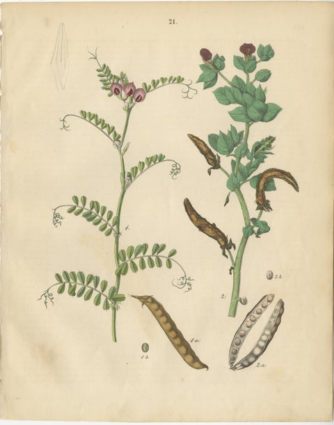 Antique Peas and Beans Botanical Prints, Legumes Study, Germany 1852, view 2