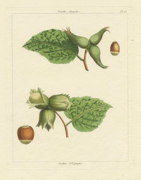 Botanical Print: Common & Spanish Hazelnut, Le Jardin Fruitier, 1821, close-up 6