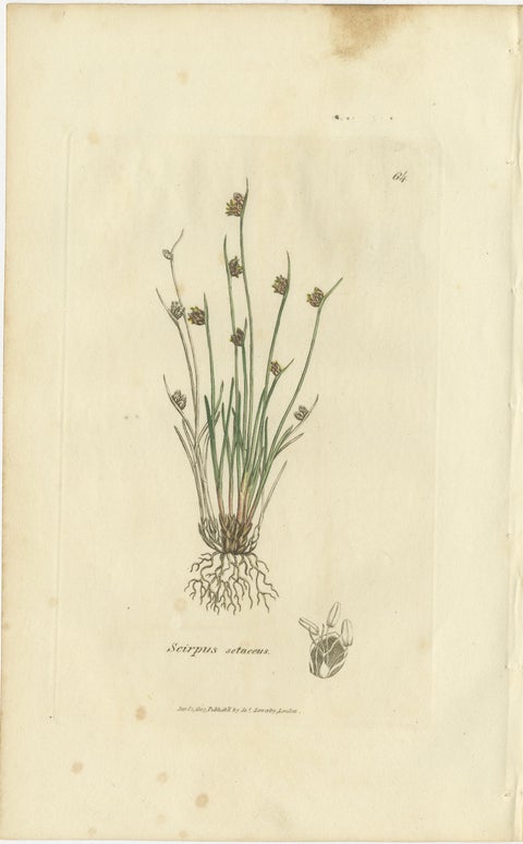 Set of 8 Antique Botanical Engravings of Spike-Rush and Bulrush Species, c.1830, view 9