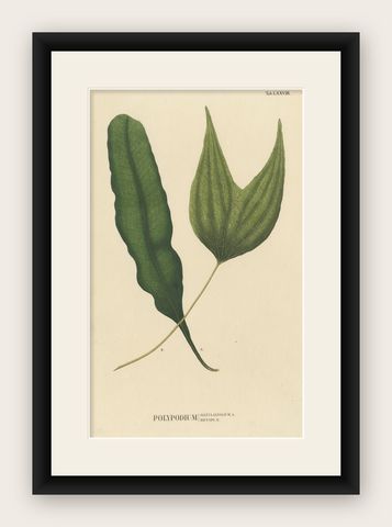 Lushly Handcolored Lithograph of Ferns of Java 'Polypodium', 1829, shown framed