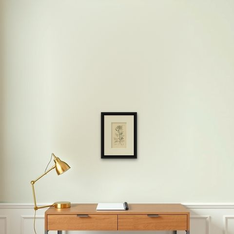 Antique Botany Print 'Oenanthe Phellandrium' by J. Sowerby, 1840, shown framed on a wall, true to size