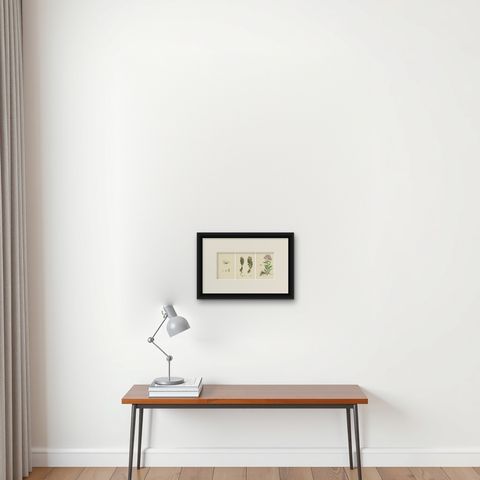 Botanical Engravings of Mossy Tillaea, Rose-root, and Broad-leaved Orpine, 1902, shown framed on a wall, true to size