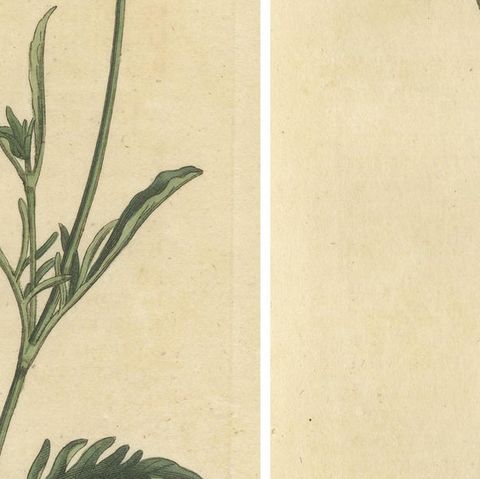 Set of 2 Antique Botany Prints, Sweet Scabious, Purple-Headed Garlic, close-up 2