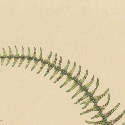 Majestically Handcolored Lithograph of Ferns of Indonesia 'Polypodium', 1829, close-up 1