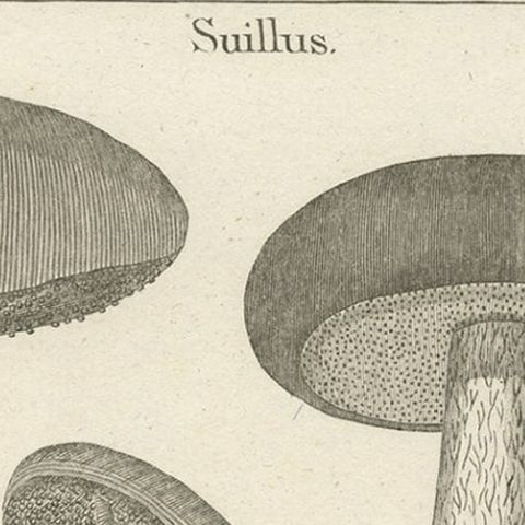 Decorative Antique Engraving of Suillus and Agaricus Mushrooms, c.1800, close-up 2