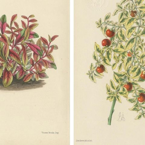 Set of 5 Antique Botany Prints, Mixed Colors, by Brooks 'c.1870', close-up 1