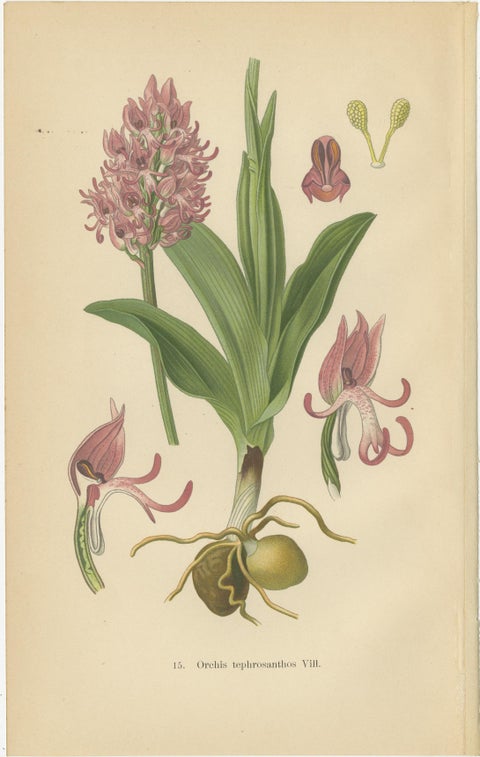 Orchid Portraits of 1904 in Pink and Lilac Colors: Müller's Botanical Legacy, view 2