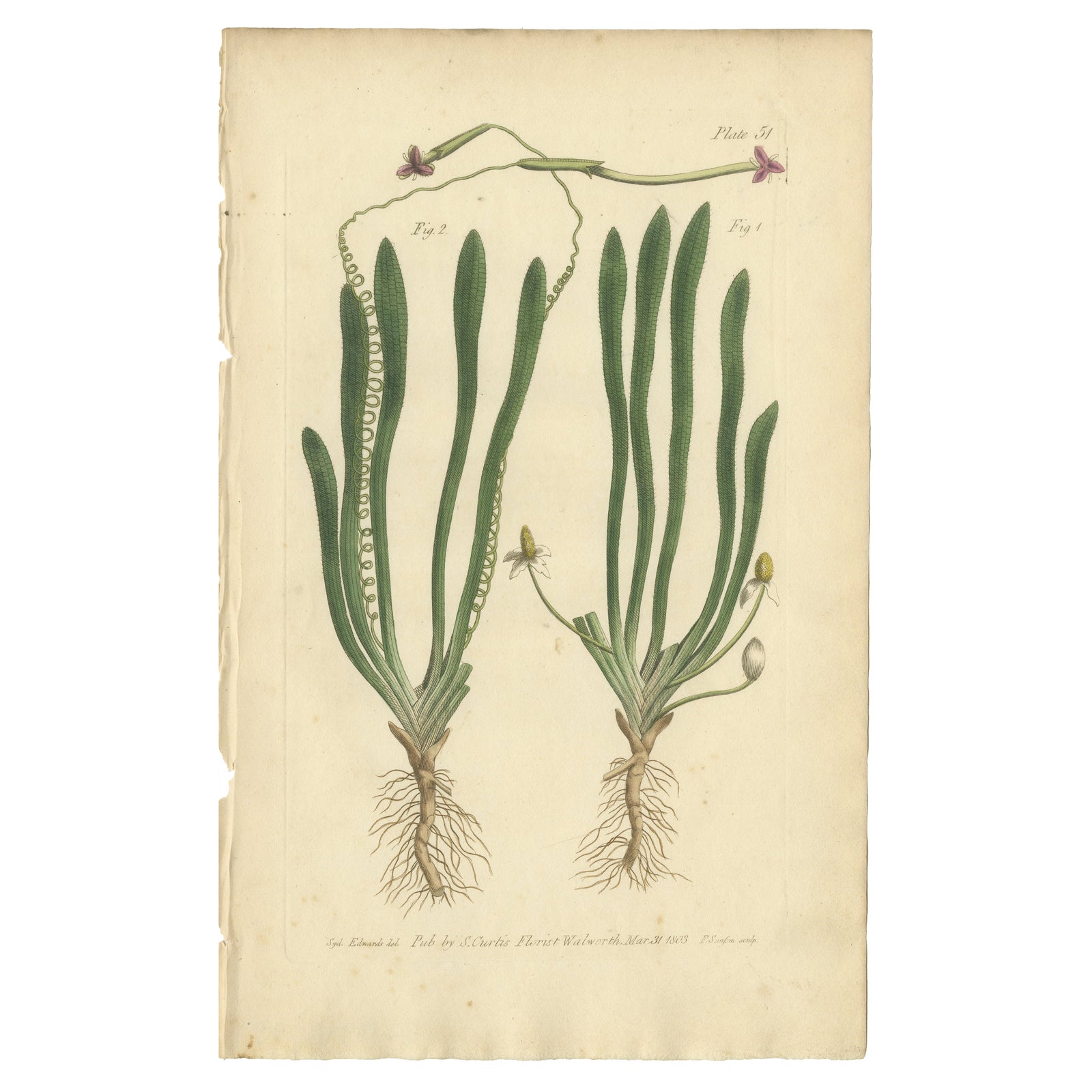 Old Botanical Engraving of Vallisneria (Tape Grass), 1803 Aquatic Plant Print