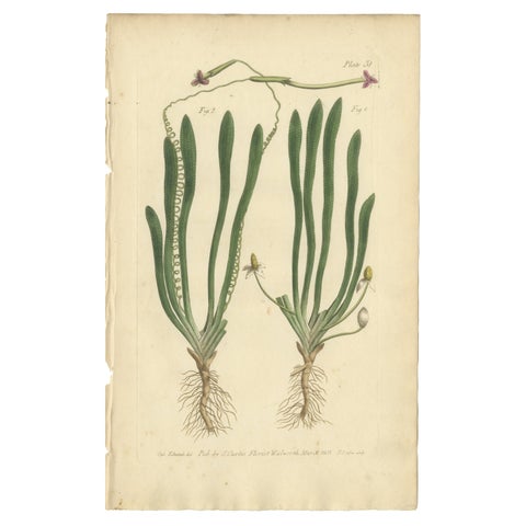 Old Botanical Engraving of Vallisneria (Tape Grass), 1803 Aquatic Plant Print