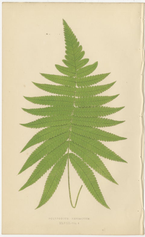 Collection of 10 Original Antique Tropical Fern Lithographs by E.J. Lowe, 1856, view 11