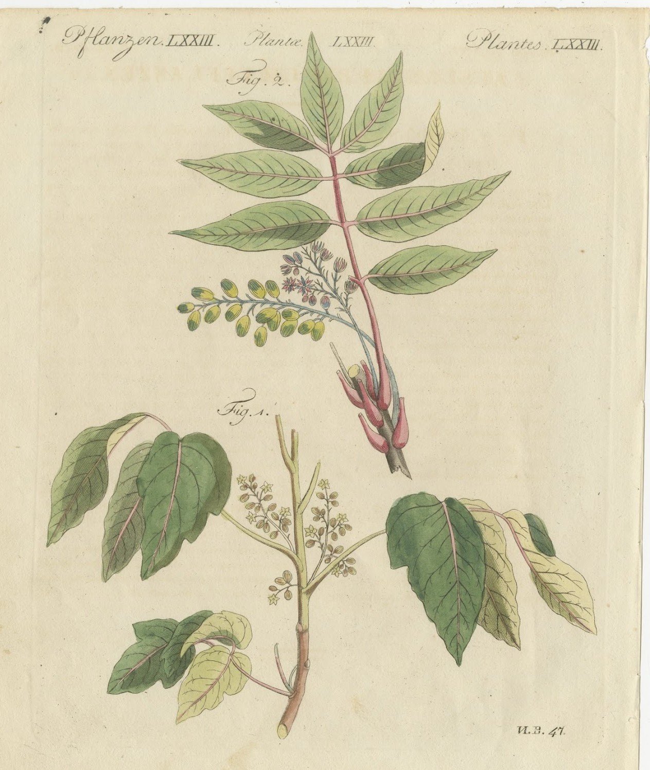Poison Ivy and Poison Sumac, Antique Bertuch Print, circa 1805