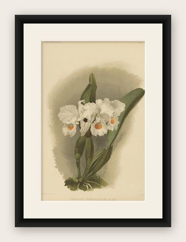 Large Antique Botanical Print, White Orchid Cattleya Schroederæ Alba, c.1888, shown framed