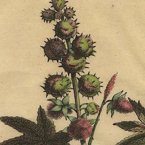 Botanical Illustration of the Castor Oil Plant (Ricinus communis), 1696, close-up 6