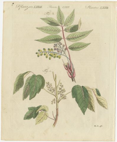 Poison Ivy and Poison Sumac, Antique Bertuch Print, circa 1805, view 2