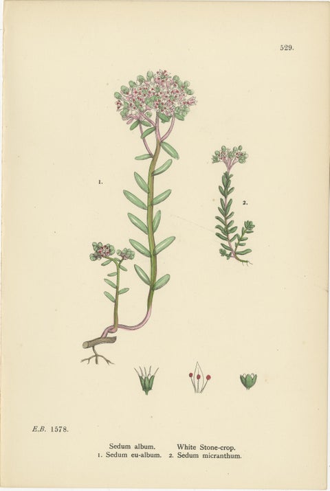 Hand-Colored Botanical Engravings of Narrow-Leaved Orpine and Stone-Crops, 1902, view 4