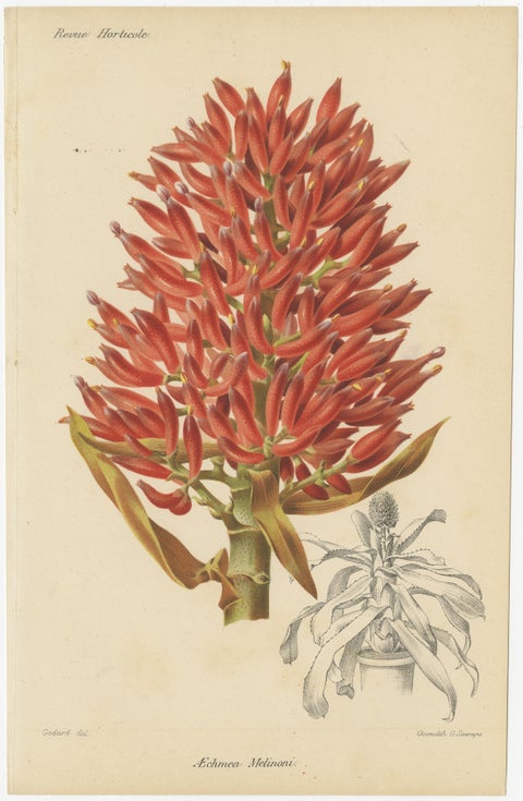 Exotic Splendor: Hartweg's Sage, Flaming Torch, and Melinoni's Bromeliad, c.1855, view 4
