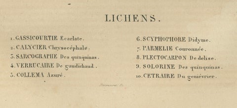 Lichen Varieties: A Collection of Symbiotic Elegance Engraved and Colored, 1845, close-up 1