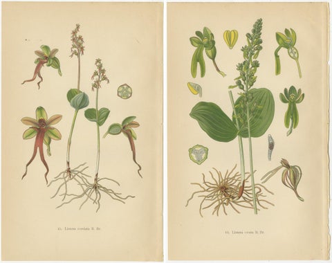 Nigritella Nuances: Botanical Portraits of Alpine Orchids from 1904, view 2