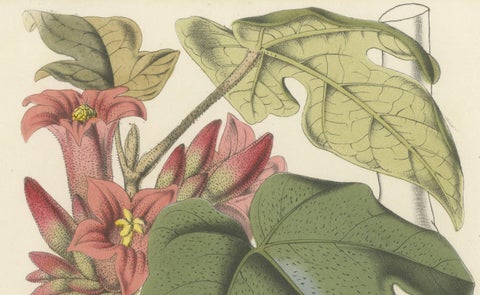 Botanical Illustration of Little Kurrajong: Brachychiton Bidwillii, c.1855, close-up 3