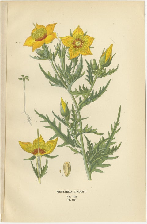 Antique Botanical Prints: Loasa Lateritia, Mentzelia Lindleyi & Passion-Flower, view 3
