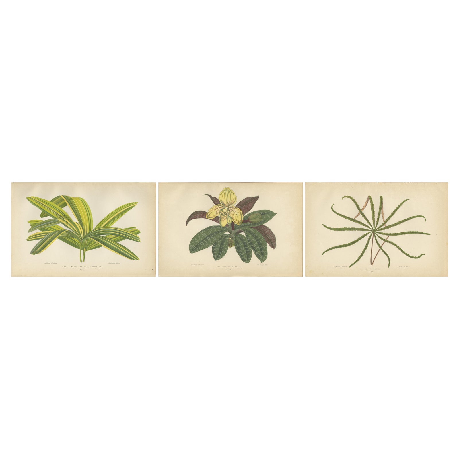 Trio of Elegance: Vintage Botanical Prints, Published in 1880
