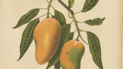 Antique Mango Botanical Chromolithograph by Hoola van Nooten, c. 1880, close-up 2