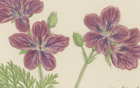 Yellow Cinquefoil and Rock Cranesbill, hand-coloured botanical print, 1874, close-up 4