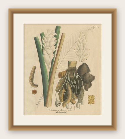 Antique Turmeric Botanical Print, Curcuma Longa, Hand Colored, c.1831, shown framed