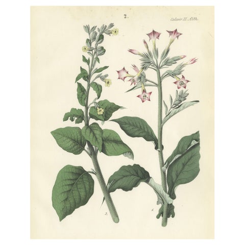 Hand-Colored Botanical Litho of Nicotiana Tabacum and Nicotiana Rustica, 1854