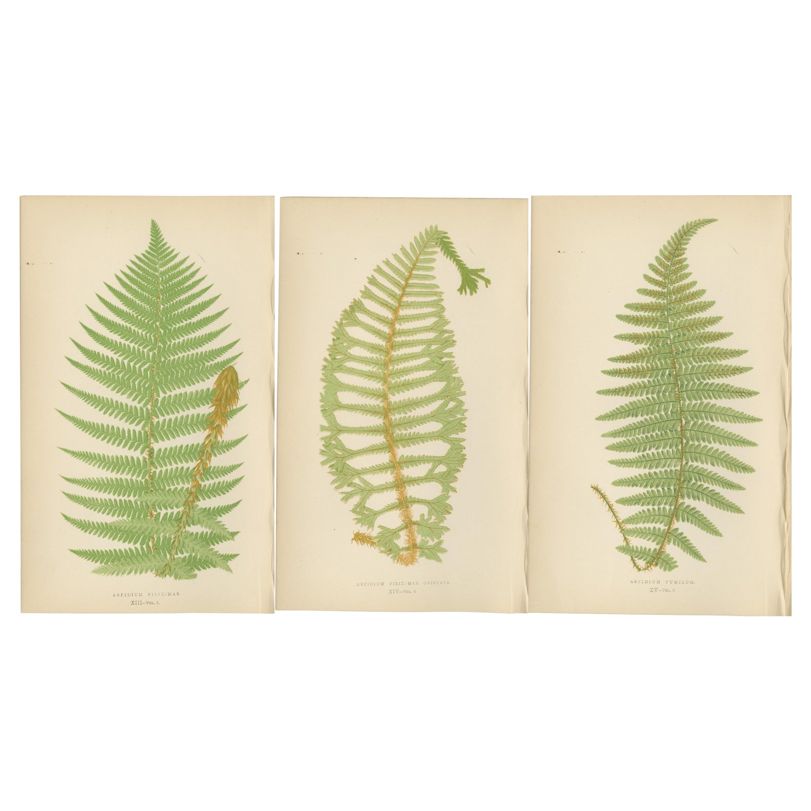 Antique Hand-Colored Fern Prints, Aspidium Filix-Mas Series, Botanical Art 1868