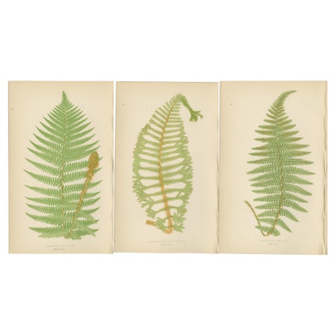 Antique Hand-Colored Fern Prints, Aspidium Filix-Mas Series, Botanical Art 1868