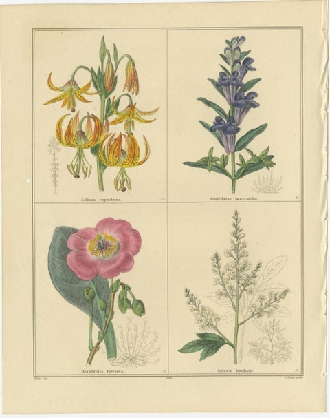 Set of Two Hand-Colored Botanical Engravings by B. Maund 1836, view 3