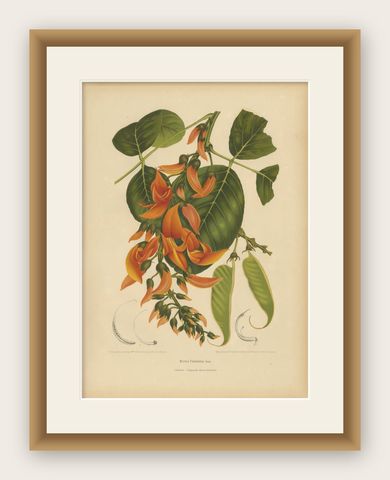 Original Antique Flame of the Forest Botanical Chromolithograph, ca.1880, shown framed
