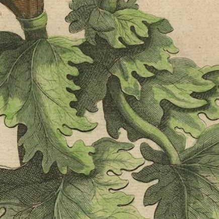Botanical Illustration of Soursop (Annona muricata) from Munting’s 1696 Herbal, close-up 6