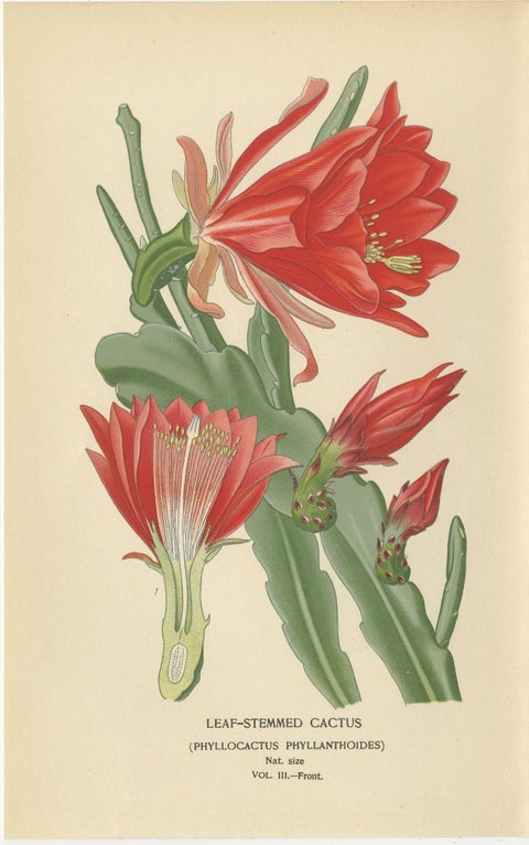 Stunning 1897 Leaf-Stemmed Cactus Print, Phyllocactus Illustration, view 3
