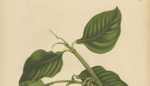 Original Antique Botanical Chromolithograph of False Mangosteen, c.1880, close-up 2