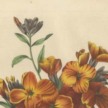 Floral Elegance: A Collection of Hand-Colored Engravings from 1845, close-up 1