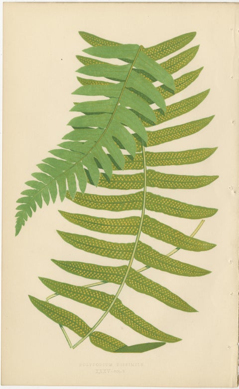 Set of 10 Original Antique Fern Lithographs by Edward J. Lowe, 1856, view 8