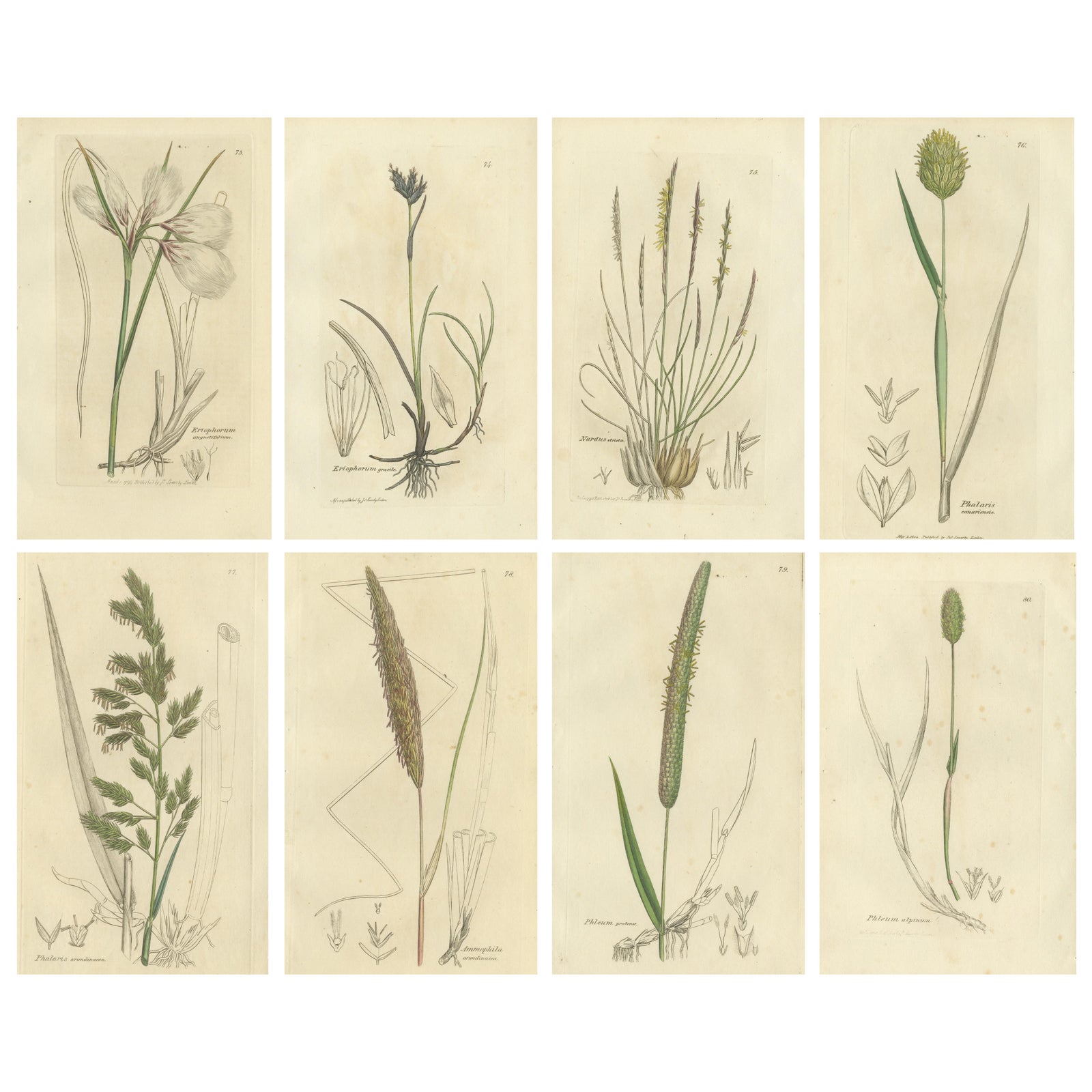 Set of 8 Antique Botanical Engravings of Cottongrass and Coastal Grasses, c.1830