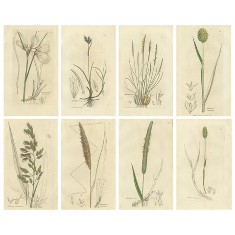 Set of 8 Antique Botanical Engravings of Cottongrass and Coastal Grasses, c.1830