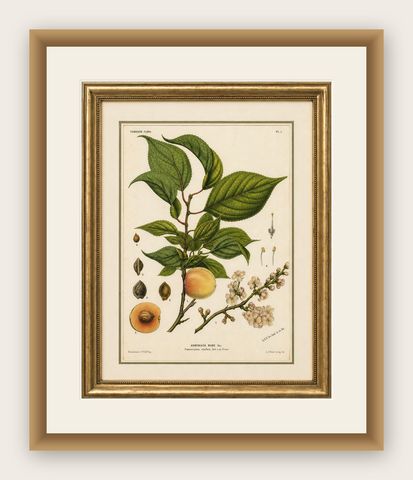 Antique Botanical Lithograph, Armenian Apricot, de Vriese, 1856, shown framed