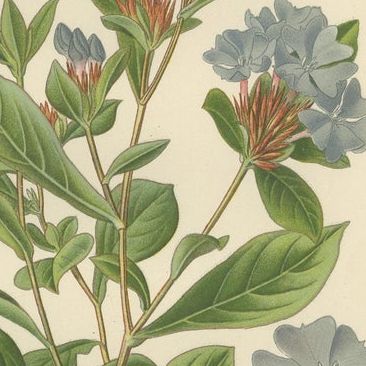 1897 Original Antique Botanical Prints, Sea-Pink, Ceratostigma, and Primrose, close-up 2