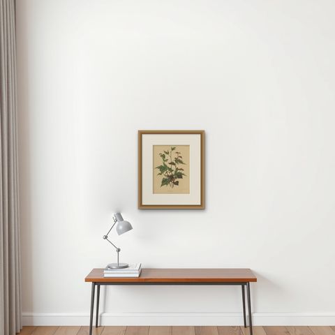 Antique Flower Print of the Betula Pubescens, 1879, shown framed on a wall, true to size