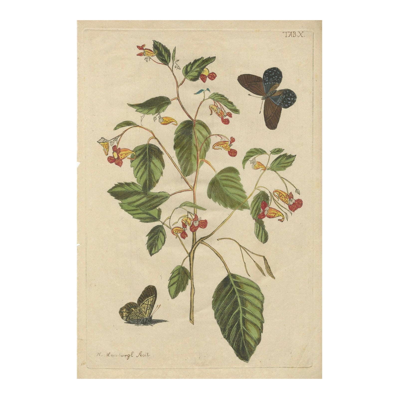 Exotic Wildflower with Butterflies, Rare Botanical Engraving by Meerburgh, 1775