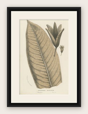 Large-Leaf Rhododendron Botanical Illustration by Louis van Houtte, 19th Century, shown framed