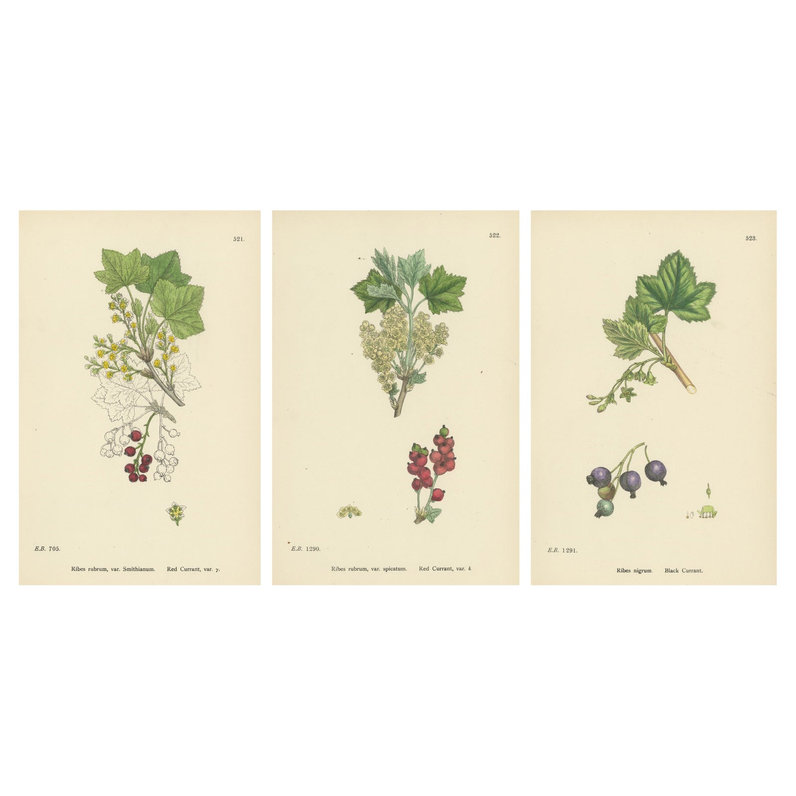 Hand-Colored Botanical Engravings of Red and Black Currant Varieties, 1902
