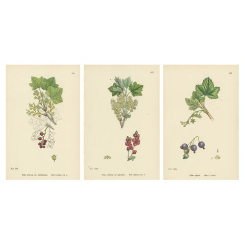 Hand-Colored Botanical Engravings of Red and Black Currant Varieties, 1902