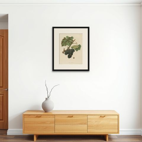 Rare Original Antique Lithograph of the Brun Fourca Grape Variety, 1890, shown framed on a wall, true to size