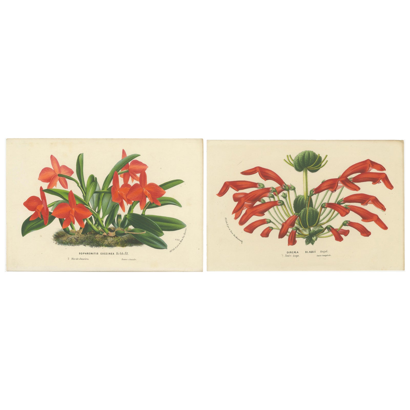 Botanical Vintage Prints of Scarlet Sophronitis and Tropical Bloom, c.1845
